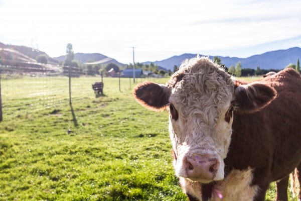 Afternoon Moos by DLPSquared